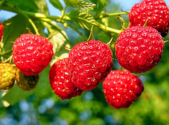 Top 10 ntau yam ntawm kev raspberries rau cheeb tsam Moscow
