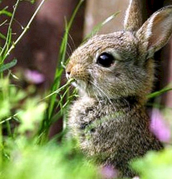 Ano ang hindi maaaring pakainin ang mga rabbits: 10 makamandag na halaman