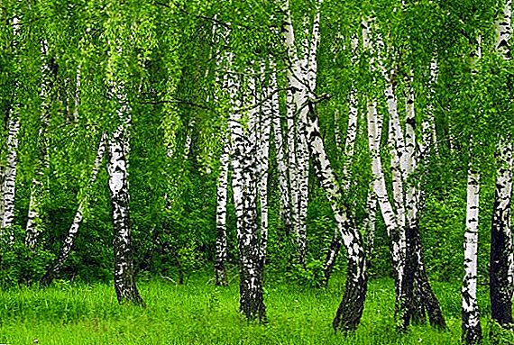 10 ituaiga o birch trees
