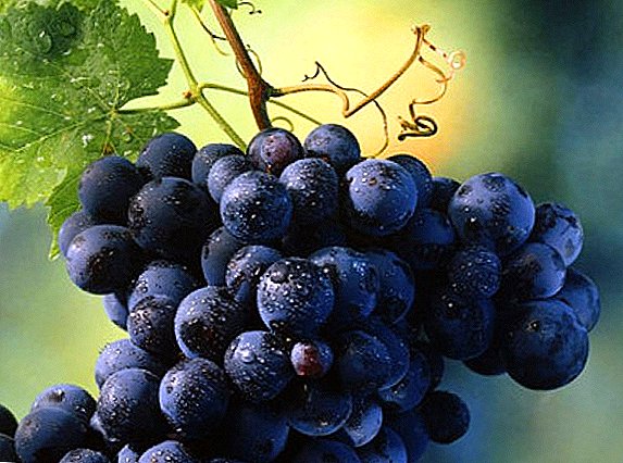 10 varietas paling apik ing njero anggur kanthi foto lan deskripsi