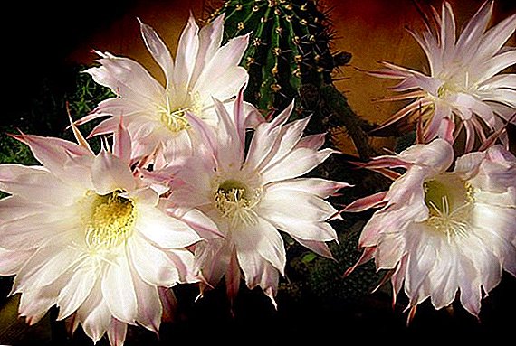 Təsvir və şəkil ilə 10 məşhur ev çiçəklənən cacti