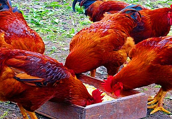 Red Chickens: Top 10