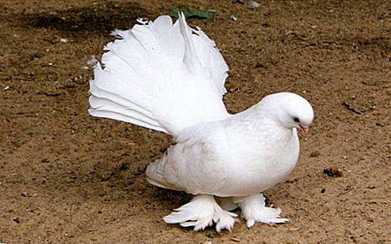 Top 10 Decorative Pigeons