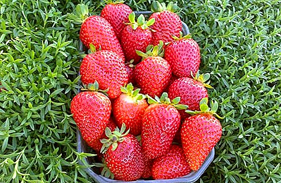 TOP 10 variétas pangalusna strawberry remontantnaya