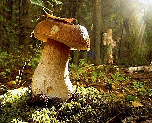 Jestive gljive Ukrajine: TOP-15