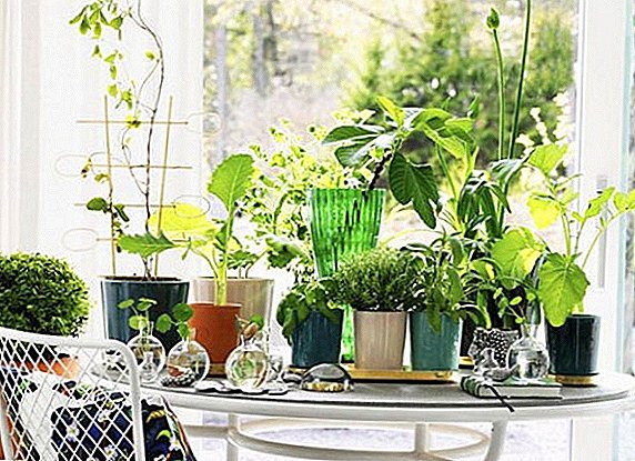 А изборот на 15 најубави затворен растенија за вашиот дом
