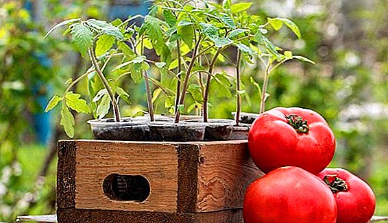 Luna kalendaro de plantado de tomatoj en 2019