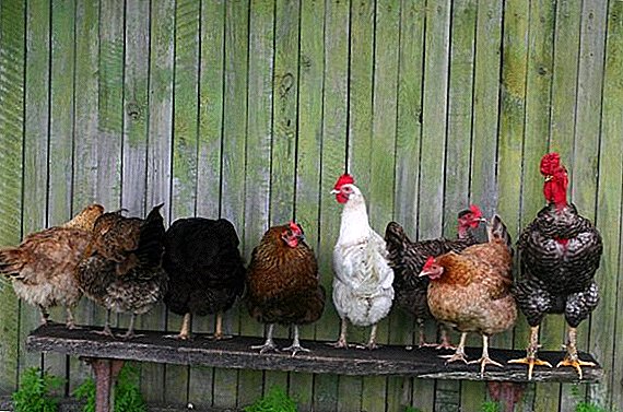Како да се направи кокошка за 30 кокошки