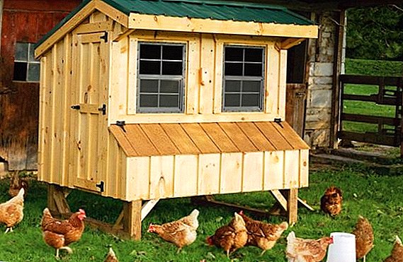 Kako izgraditi kokošinjac za 50 pilića