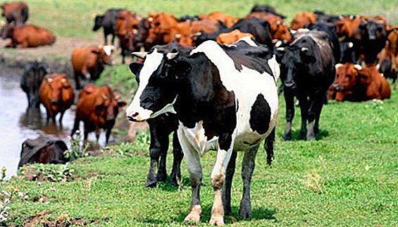Крави на Алтајската територија: Топ-6 раси