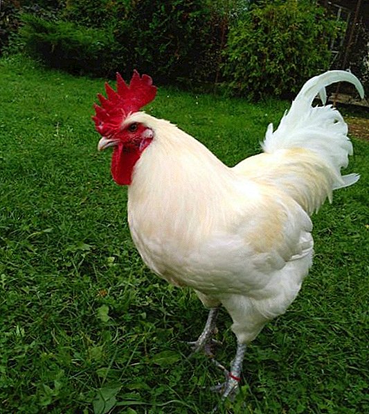 Мини-раса на кокошки Б-66