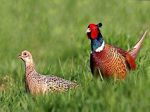Pheasants හොඳම වර්ග 7 ක්