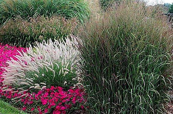 9 ornamental cereal plants for your garden