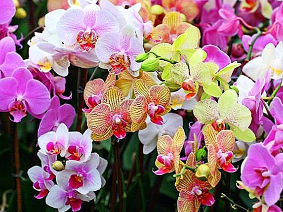 Bir orkide suyun necə olduğunu bilirsinizmi?