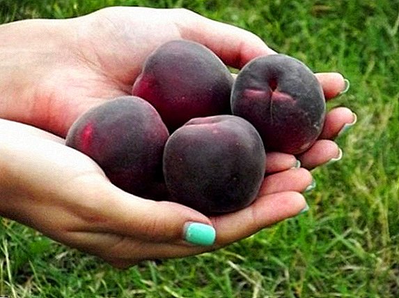 Apricot "Black Prince": pagtanom ug pag-atiman sa tanaman