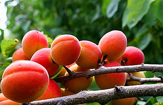 Red-cheeked apricot: halaye na iri-iri da namo agrotechnology