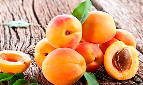 Ukutshala i-apricot nokukhathalela - isimangaliso sehlobo elimnandi