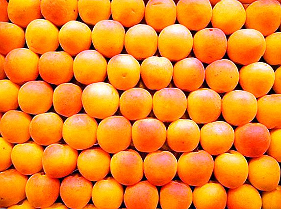 Apricot: ang pagpili sa winter-hardy varieties alang sa rehiyon sa Moscow