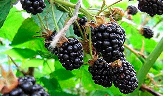 Agrotechnics იზრდება blackberries ციმბირში: როგორ უნდა მცენარე, წყალი, საკვების, მორთვა და საფარი