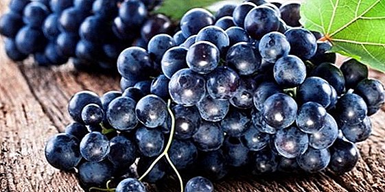Agronomija uzgoj grožđa grožđa: sadnja i njega