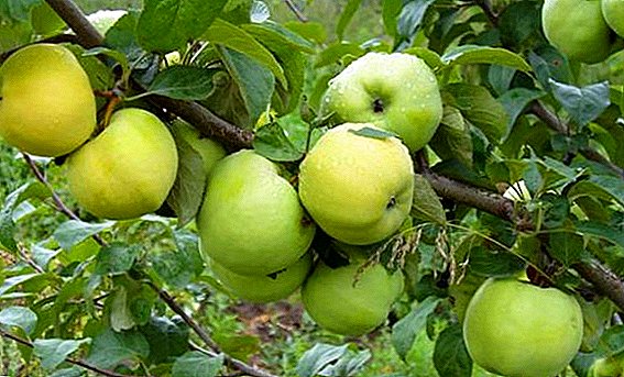Agrotechnics ræktun epli "Antonovka"