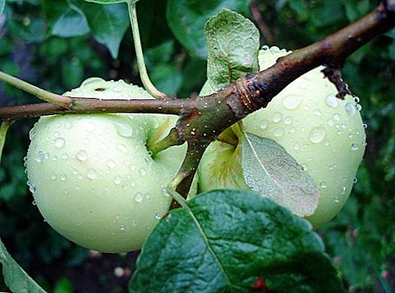 Agrotehnika одгледување на јаболко "Бело полнење"