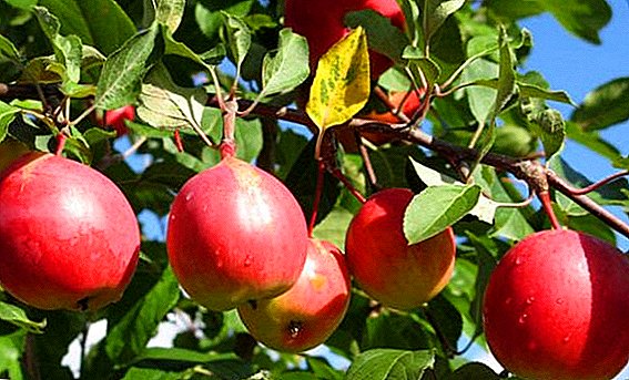 Agrotehnika cultivation sa apple "Screen"
