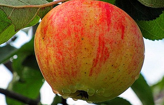 Agrotechnical ræktun epli "Orlinka"