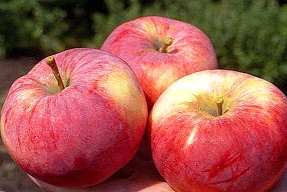Agrotehnička kultura jabuka "Orlovim"  t