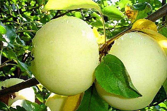 Agrotechnics સફરજન વૃક્ષો "Papirovka" વધતી