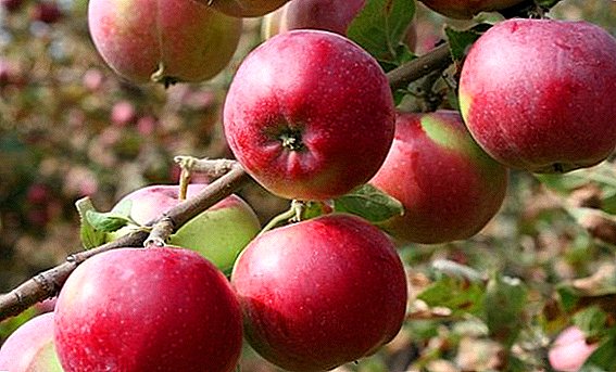 Agrotehnika girma apple itatuwa "Kirsimeti"