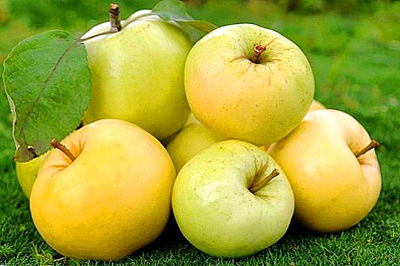 Agrotechnics cultivation nke apple Ural nnukwu