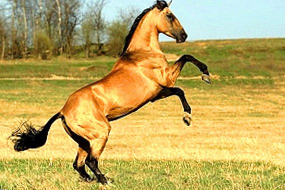 Akhalteke konj: najstarija kulturna pasmina