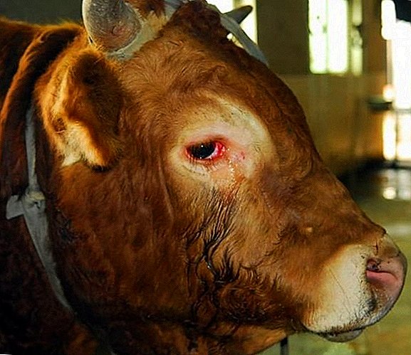 آلرژی در گاوها: چه کاری باید انجام دهید، چگونه برای درمان