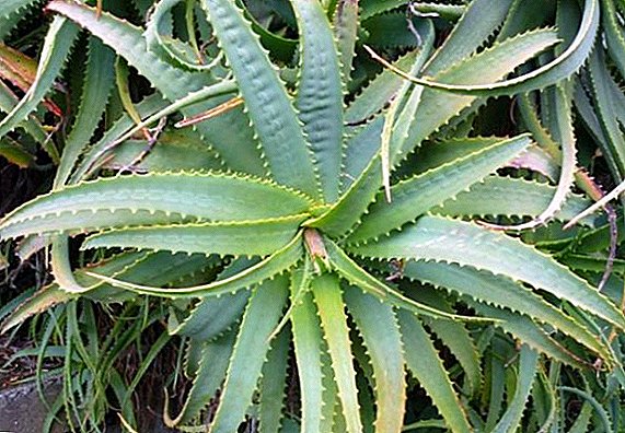 Aloe vera: et medicinales proprietates contraindications