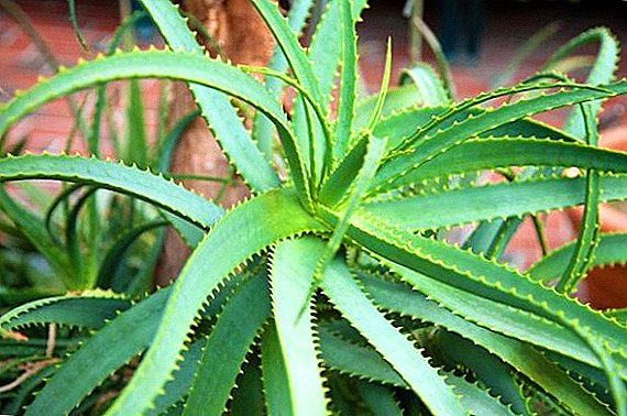 Aloe: plant, sorg, voortplanting
