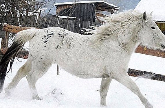 Breed kuda Altai: ciri, pamaliharaan sareng jaga