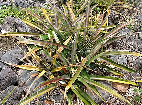 Pineapple: quae genera et species dividitur exoticis fructum