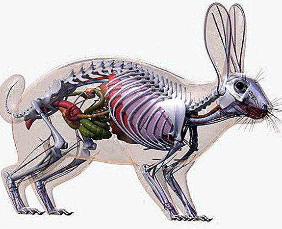 Untxi baten anatomia: eskeletoa, skull forma, barneko organoak