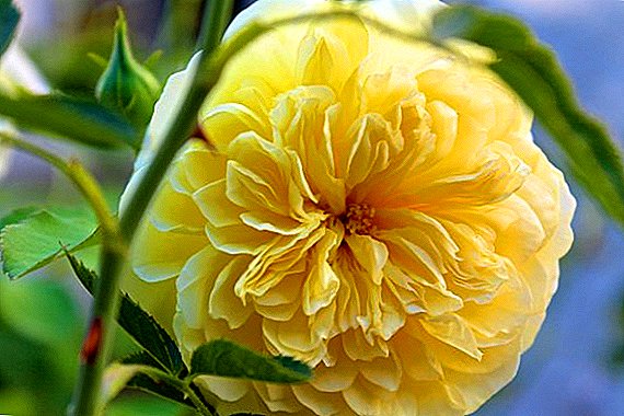 Engleska ruža "Pilgrim": uzgoj i njega