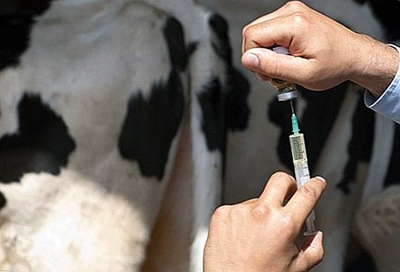 Antibióticos para vacas