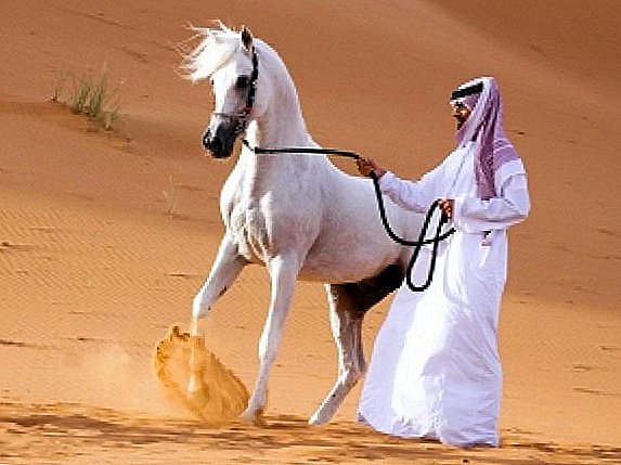 Раса од арапски коњ