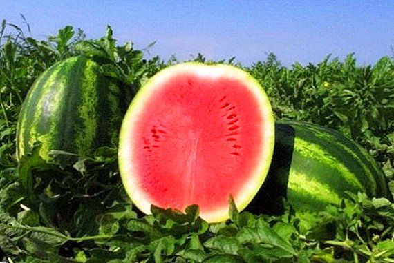 Watermelon Chill: paghulagway sa matang, bahin sa pag-ugmad ug pag-atiman