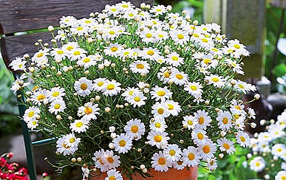 Argyranthemum: রশ্মি ফুলের জন্য রোপণ এবং যত্ন টিপস