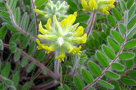 Astragalus: trava života, tajne tretmana