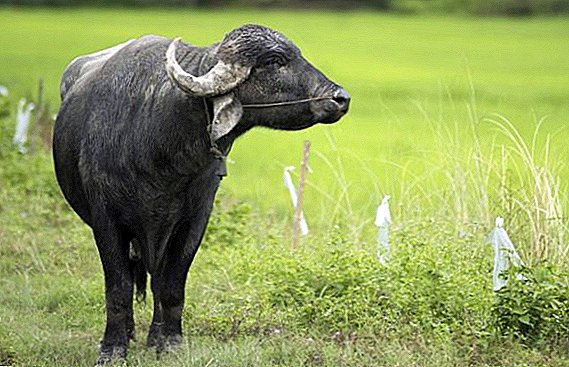 Ang buffalo sa Asia: unsa ang hitsura niini, diin kini nagpuyo, unsa ang iyang gikaon