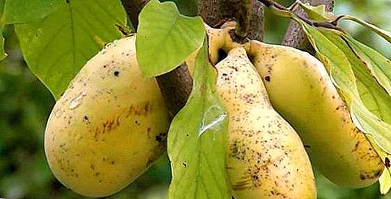 Pawpaw: како да расте банана дрво во средината лента