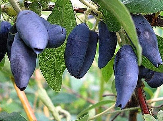 Bakchar দৈত্য: বড় berries পেতে কিভাবে