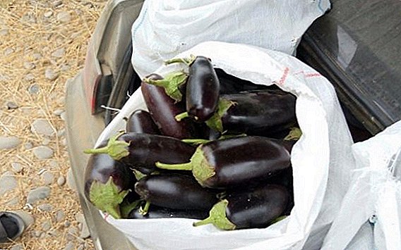 Eggplant Diamond: Beschreiwung a Kultivatioun