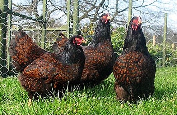 Barnevelder: အိမ်မှာအားလုံးမွေးမြူရေး hens အကြောင်းကိုဒတျချြဖောက်